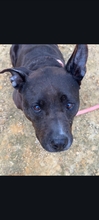 RON, Hund, American Pit Bull Terrier in Spanien - Bild 3