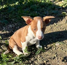 AMY2, Hund, Mischlingshund in Spanien - Bild 1