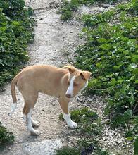 ARES2, Hund, Mischlingshund in Spanien - Bild 9