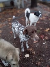 THEO, Hund, Deutsch Kurzhaar in Griechenland - Bild 1