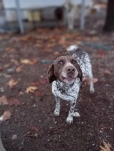 THEO, Hund, Deutsch Kurzhaar in Griechenland - Bild 2