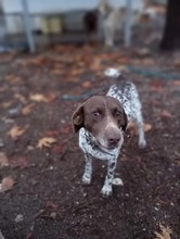 THEO, Hund, Deutsch Kurzhaar in Griechenland - Bild 3