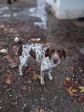 THEO, Hund, Deutsch Kurzhaar in Griechenland - Bild 4