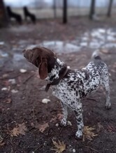 THEO, Hund, Deutsch Kurzhaar in Griechenland - Bild 5