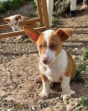 SNOOPY, Hund, Mischlingshund in Spanien - Bild 1