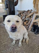 LUCKY, Hund, Mischlingshund in Rumänien - Bild 10