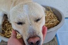 LUCKY, Hund, Mischlingshund in Rumänien - Bild 2