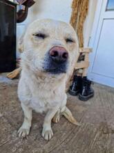 LUCKY, Hund, Mischlingshund in Rumänien - Bild 9