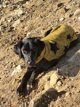 AMALIE, Hund, Mischlingshund in Spanien - Bild 4