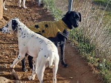 AMALIE, Hund, Mischlingshund in Spanien - Bild 5