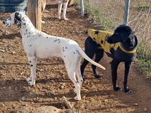 AMALIE, Hund, Mischlingshund in Spanien - Bild 8