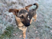 PHIBI, Hund, Mischlingshund in Baiersdorf - Bild 10