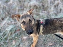 PHIBI, Hund, Mischlingshund in Baiersdorf - Bild 5