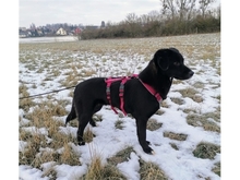 MOLLY, Hund, Mischlingshund in Magdeburg - Bild 3