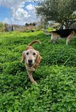 GEO, Hund, Mischlingshund in Griechenland - Bild 10