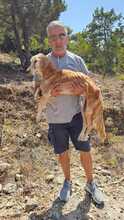 GEO, Hund, Mischlingshund in Griechenland - Bild 4