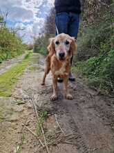 GEO, Hund, Mischlingshund in Griechenland - Bild 9