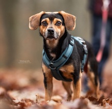 TAROCCO, Hund, Mischlingshund in Erkrath - Bild 2