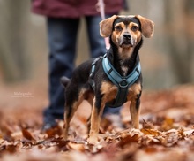 TAROCCO, Hund, Mischlingshund in Erkrath - Bild 3