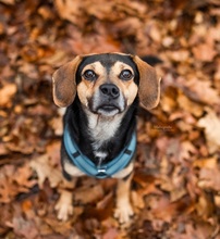 TAROCCO, Hund, Mischlingshund in Erkrath - Bild 4