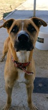 ROBE, Hund, Shar Pei-Mix in Spanien - Bild 11