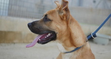 ROBE, Hund, Shar Pei-Mix in Spanien - Bild 6