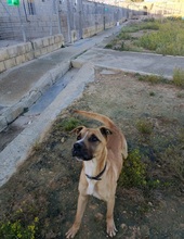 ROBE, Hund, Shar Pei-Mix in Spanien - Bild 9