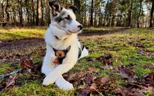 SALUS, Hund, Herdenschutzhund-Mix in Bergen - Bild 1