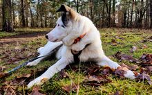 SALUS, Hund, Herdenschutzhund-Mix in Bergen - Bild 2