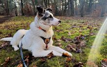 SALUS, Hund, Herdenschutzhund-Mix in Bergen - Bild 4