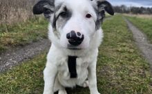 SALUS, Hund, Herdenschutzhund-Mix in Bergen - Bild 6