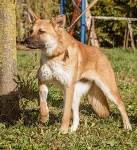 KLARA, Hund, Mischlingshund in Ungarn - Bild 2