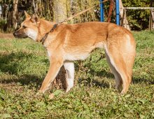 KLARA, Hund, Mischlingshund in Ungarn - Bild 3