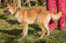 KLARA, Hund, Mischlingshund in Ungarn - Bild 4