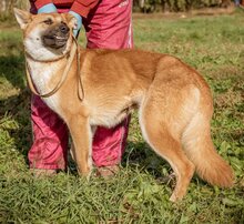 KLARA, Hund, Mischlingshund in Ungarn - Bild 5