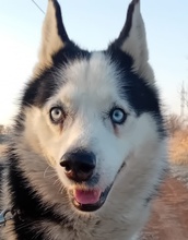 BONNIE, Hund, Siberian Husky in Ungarn - Bild 1