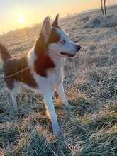 BONNIE, Hund, Siberian Husky in Ungarn - Bild 2