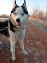 BONNIE, Hund, Siberian Husky in Ungarn - Bild 3