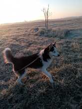 BONNIE, Hund, Siberian Husky in Ungarn - Bild 4