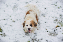 WINSTON, Hund, Mischlingshund in Kroatien - Bild 1