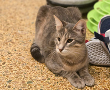 LUKE, Katze, Hauskatze in Griechenland - Bild 6