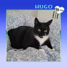 HUGO, Katze, Abessinier in Goslar - Bild 1