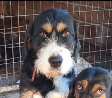 PRALINA, Hund, Mischlingshund in Griechenland - Bild 1