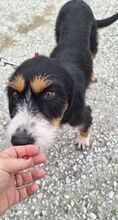 PRALINA, Hund, Mischlingshund in Griechenland - Bild 2