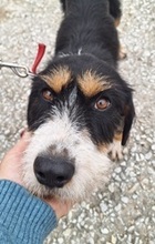 PRALINA, Hund, Mischlingshund in Griechenland - Bild 3