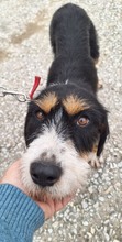 PRALINA, Hund, Mischlingshund in Griechenland - Bild 4