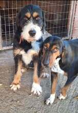 PRALINA, Hund, Mischlingshund in Griechenland - Bild 5