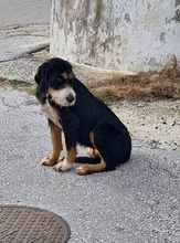 PRALINA, Hund, Mischlingshund in Griechenland - Bild 6