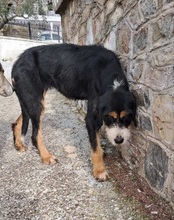 PRALINA, Hund, Mischlingshund in Griechenland - Bild 7
