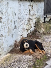PRALINA, Hund, Mischlingshund in Griechenland - Bild 8